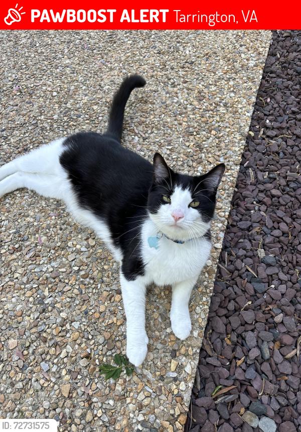 Lost Male Cat last seen Raftersridge Drive, Tarrington, VA 23113