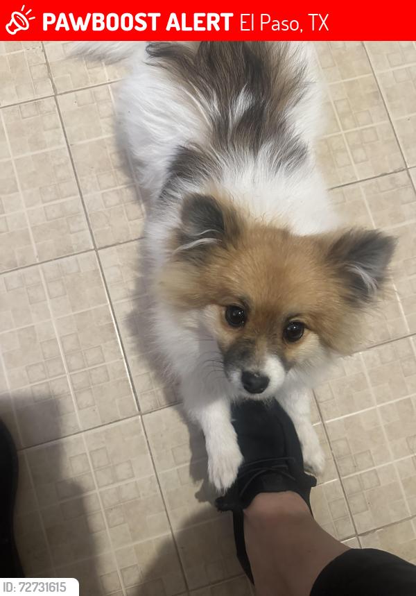 Lost Female Dog last seen Near Charles Pollock, El Paso, TX 79938