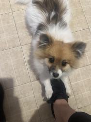 Lost Female Dog last seen Near Charles Pollock, El Paso, TX 79938