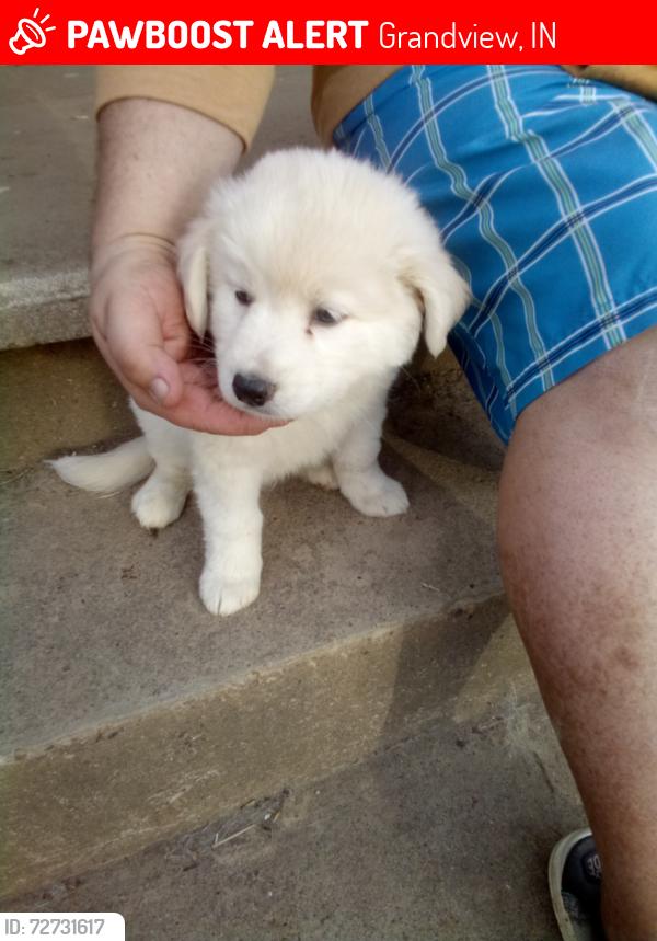 Lost Male Dog last seen Sixth and Main Streets, Grandview, Indiana , Grandview, IN 47635