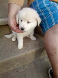 Lost Male Dog last seen Sixth and Main Streets, Grandview, Indiana , Grandview, IN 47635