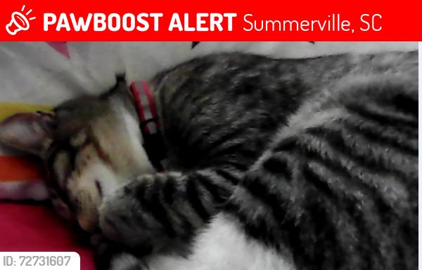 Lost Male Cat last seen I am not sure, Summerville, SC 29483