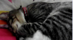 Lost Male Cat last seen I am not sure, Summerville, SC 29483