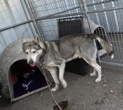 Found/Stray Male Dog last seen PETSMART San Leandro, San Leandro, CA 94578