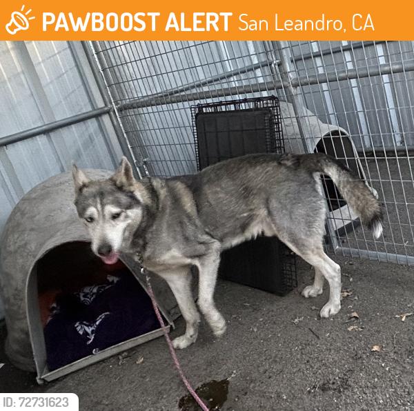 Found/Stray Male Dog last seen PETSMART San Leandro, San Leandro, CA 94578