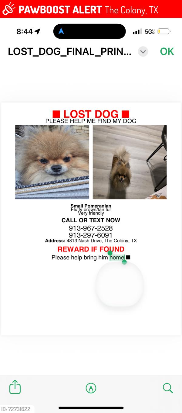 Lost Male Dog last seen Near Nash drive , The Colony, TX 75056