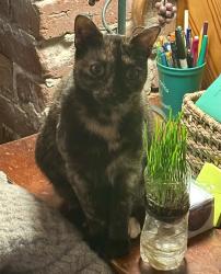 Lost Female Cat last seen River Road near Historic Tuckahoe , Richmond, VA 23238
