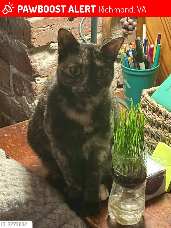 Lost Female Cat last seen River Road near Historic Tuckahoe, Richmond, VA 23238