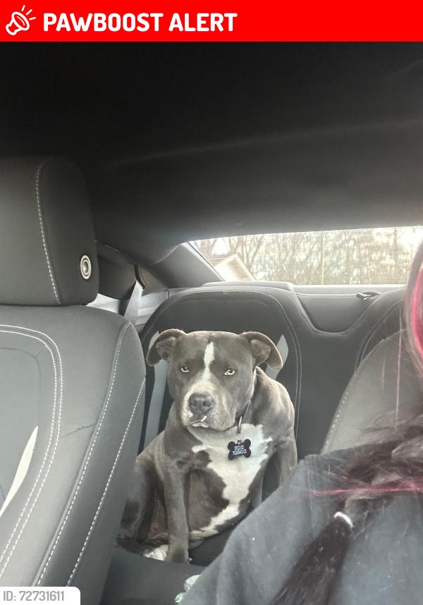 Lost Female Dog last seen Hair mill rd nw and warning rd nw , Whitfield County, GA 30721