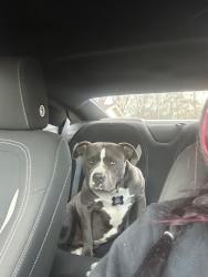 Lost Female Dog last seen Hair mill rd nw and warning rd nw , Whitfield County, GA 30721