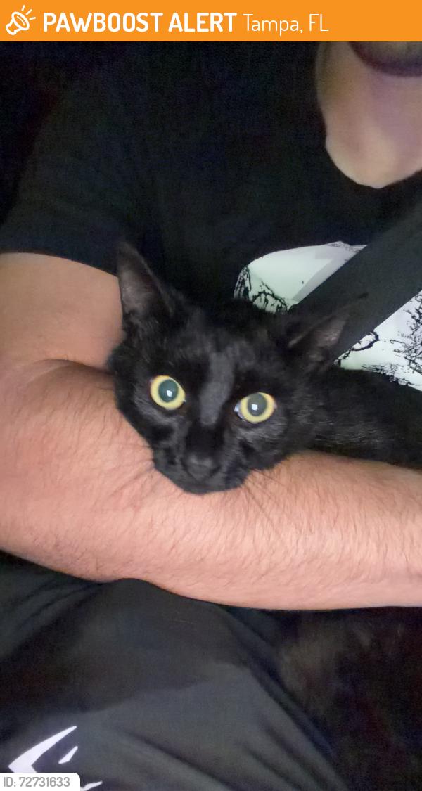 Found/Stray Male Cat last seen Downtown tampa, Tampa, FL 33602
