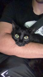 Found/Stray Male Cat last seen Downtown tampa, Tampa, FL 33602