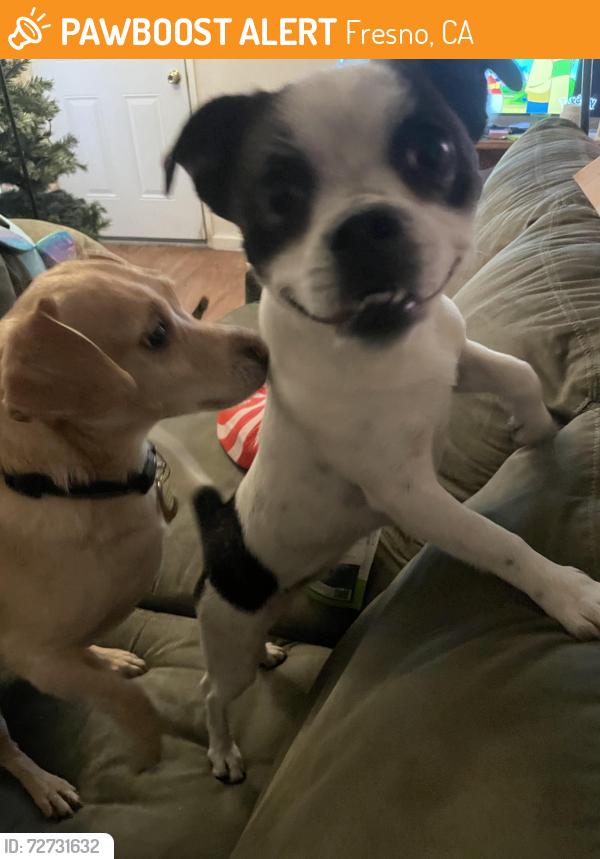 Found/Stray Female Dog last seen Gates Ave and Fig Garden Dr, Fresno, CA 93722