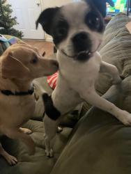 Found/Stray Female Dog last seen Gates Ave and Fig Garden Dr, Fresno, CA 93722