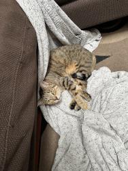 Lost Female Cat last seen Peninsula and luna, Dallas, TX 75218
