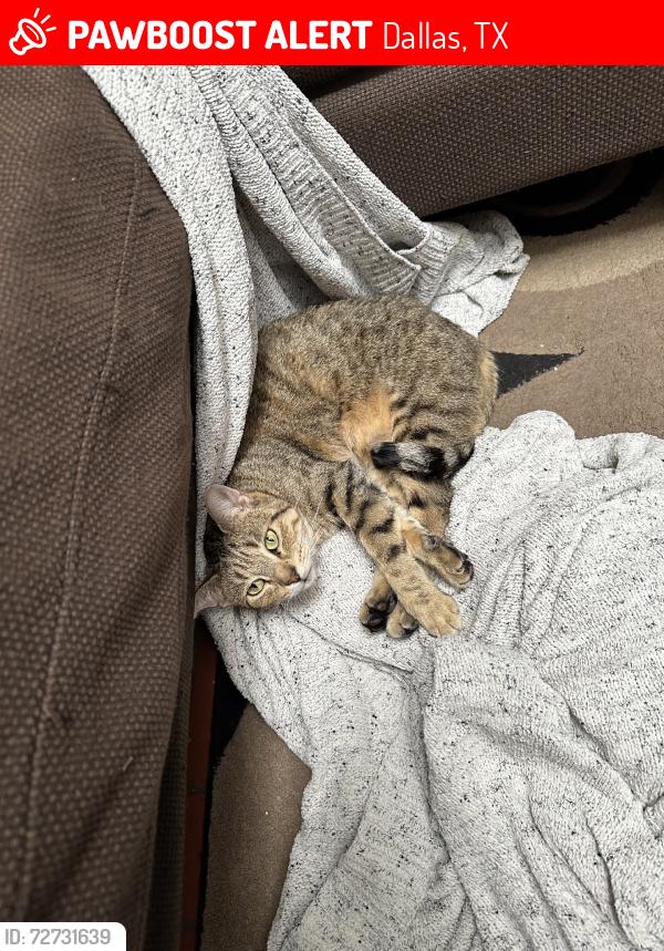 Lost Female Cat last seen Peninsula and luna, Dallas, TX 75218