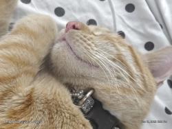 Lost Male Cat last seen Pecos & Charleston , Las Vegas, NV 89101
