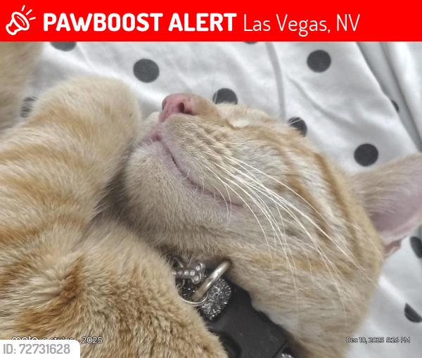 Lost Male Cat last seen Pecos & Charleston , Las Vegas, NV 89101