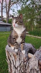 Lost Male Cat last seen August @Norwood, Marrero, LA 70072