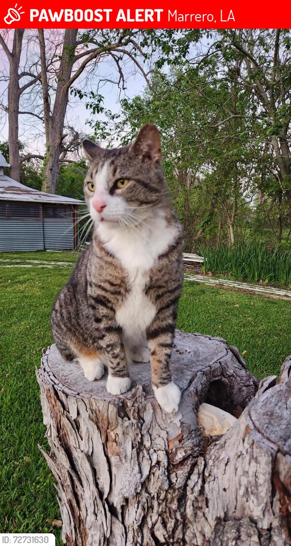 Lost Male Cat last seen August @Norwood, Marrero, LA 70072