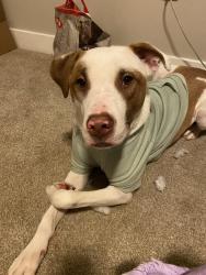 Lost Male Dog last seen Near county road 253 , Georgetown, TX 78626