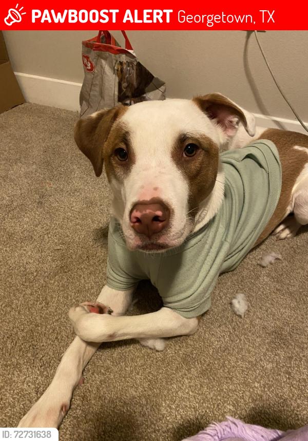 Lost Male Dog last seen Near county road 253 , Georgetown, TX 78626