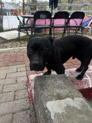 Found/Stray Male Dog last seen Templeton elementry, East Riverdale, MD 20737