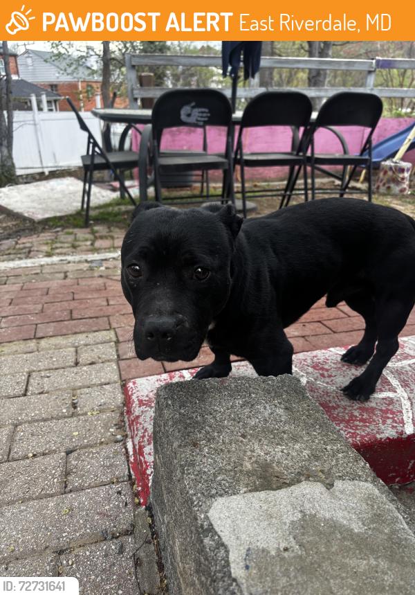 Found/Stray Male Dog last seen Templeton elementry, East Riverdale, MD 20737