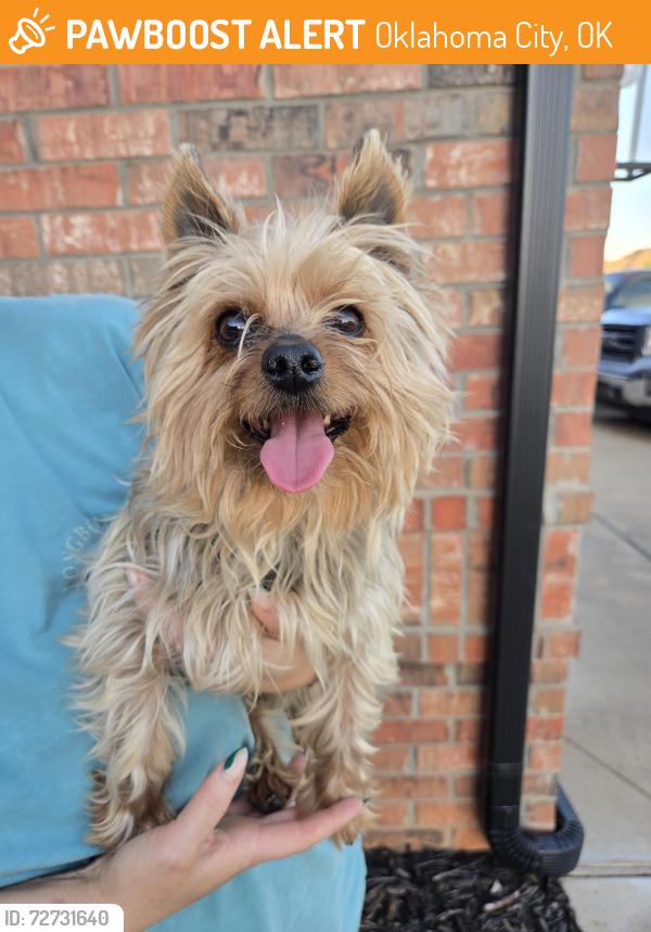 Found/Stray Unknown Dog last seen Sw 29 and Sara yukon, Oklahoma City, OK 73099