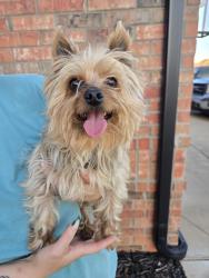 Found/Stray Unknown Dog last seen Sw 29 and Sara yukon, Oklahoma City, OK 73099