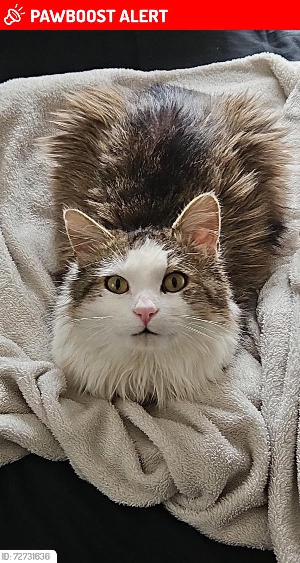 Lost Male Cat last seen Upper Brush Creek Rd. Fairview, NC , Buncombe County, NC 28732