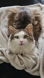 Lost Male Cat last seen Upper Brush Creek Rd. Fairview, NC , Buncombe County, NC 28732