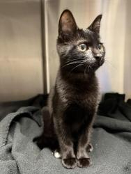 Found/Stray Female Cat last seen Fm 529 and highway 6, Houston, TX 77084