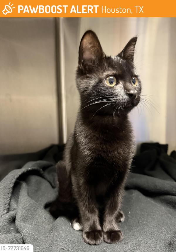 Found/Stray Female Cat last seen Fm 529 and highway 6, Houston, TX 77084