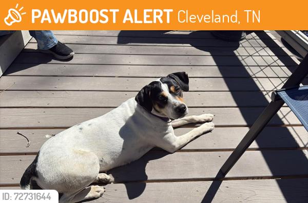 Found/Stray Female Dog last seen Live Oak Trail NE, Cleveland, TN 37323