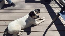 Found/Stray Female Dog last seen Live Oak Trail NE, Cleveland, TN 37323