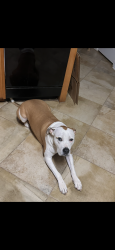 Lost Male Dog last seen Knoll Creek & Judson rd, San Antonio, TX 78247