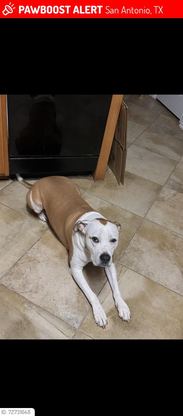 Lost Male Dog last seen Knoll Creek & Judson rd, San Antonio, TX 78247