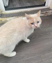 Lost Male Cat last seen Westgate precinct , Lancashire, England LA4