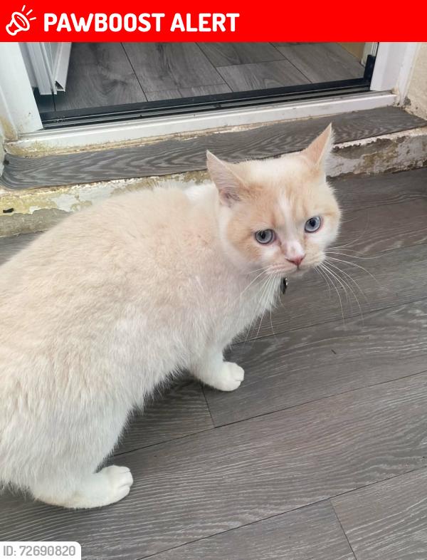 Lost Male Cat last seen Westgate precinct , Lancashire, England LA4