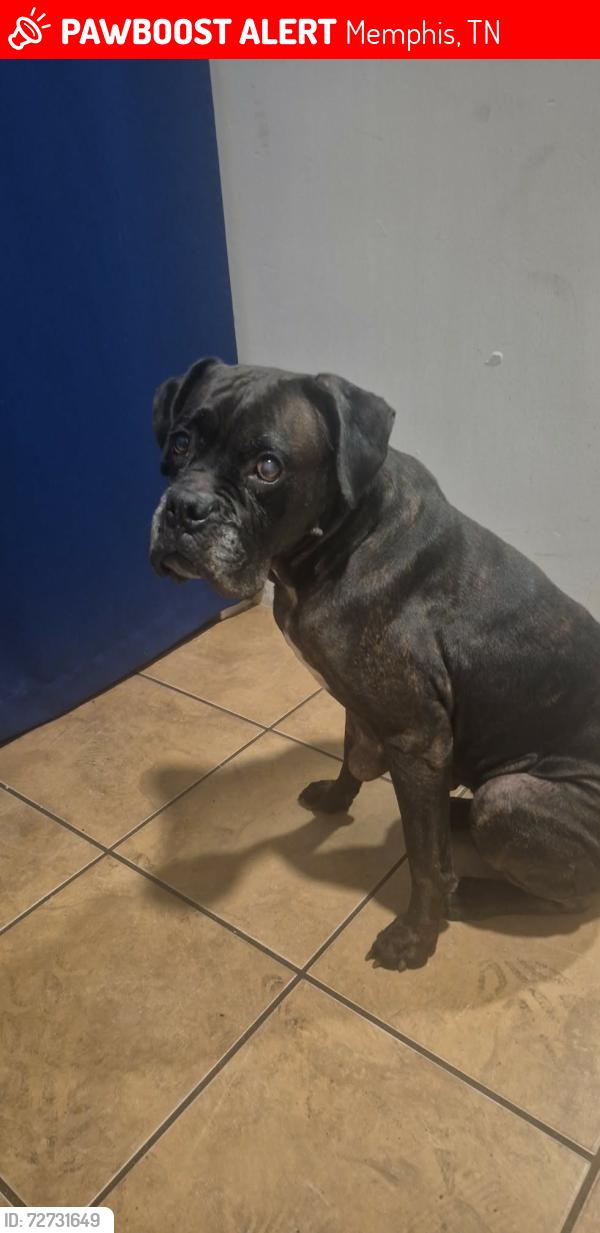 Lost Female Dog last seen N Highland St, Memphis, TN 38122