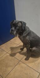 Lost Female Dog last seen N Highland St, Memphis, TN 38122