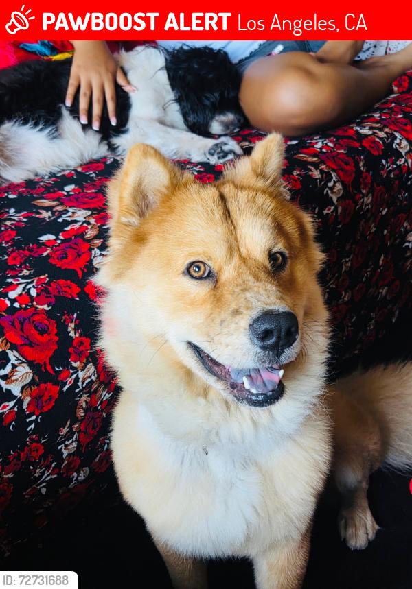 Lost Male Dog last seen South central, Los Angeles, CA 90011