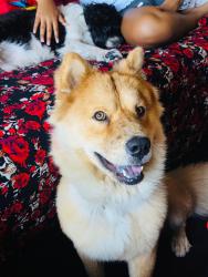 Lost Male Dog last seen South central, Los Angeles, CA 90011