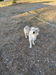 Lost Male Dog last seen this poor baby is hanging out near Comanche Rd. in between Thunderbird Rd. & Zuni Rd. in apple valley. does anyone know who this dog belongs to? we gave the dog water and food., Apple Valley, CA 92307