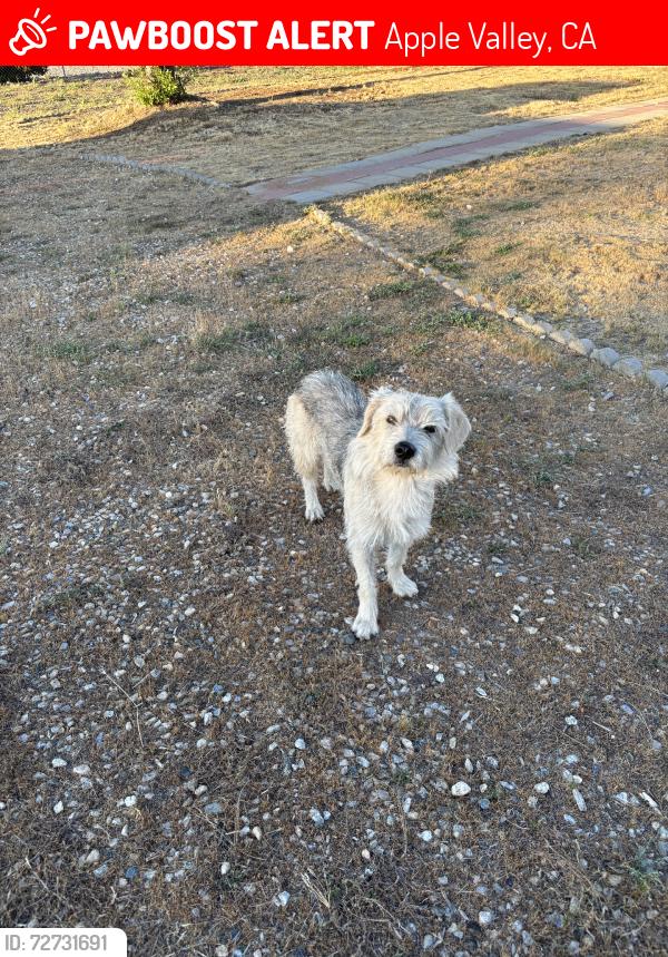 Lost Male Dog last seen this poor baby is hanging out near Comanche Rd. in between Thunderbird Rd. & Zuni Rd. in apple valley. does anyone know who this dog belongs to? we gave the dog water and food., Apple Valley, CA 92307