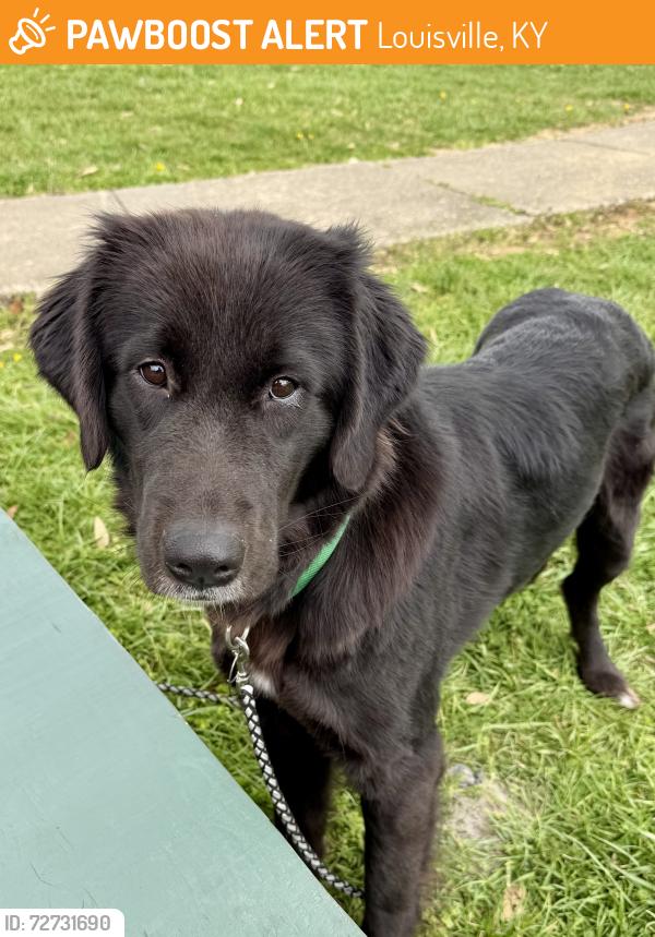 Found/Stray Female Dog last seen Long Run and Long Run Park road, Louisville, KY 40245