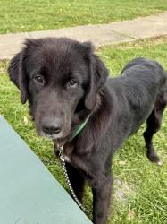 Found/Stray Female Dog last seen Long Run and Long Run Park road, Louisville, KY 40245