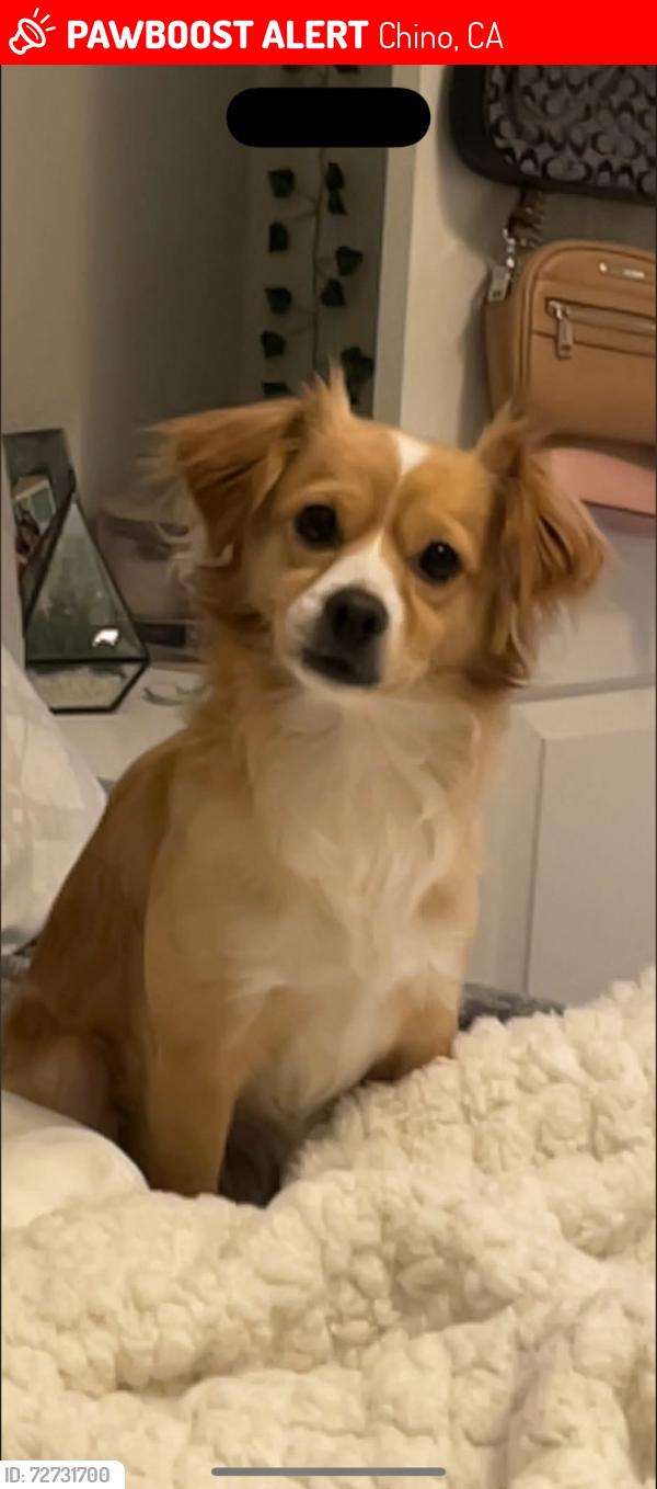 Lost Male Dog last seen Vernon & Locust CHINO CA, Chino, CA 91710