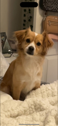 Lost Male Dog last seen Vernon & Locust CHINO CA, Chino, CA 91710